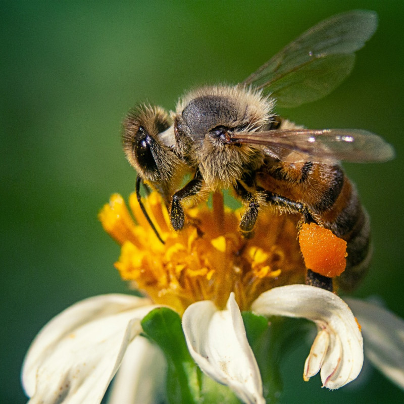 Les avantages d’associer l’apiculture au maraichage
