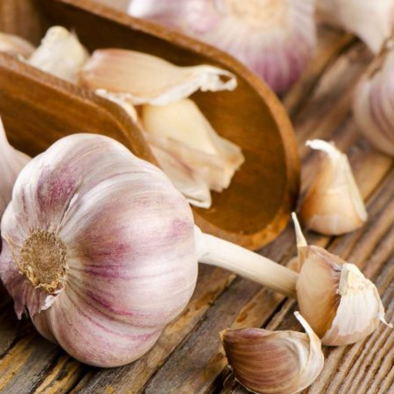 L’ail : un antibiotique naturel !