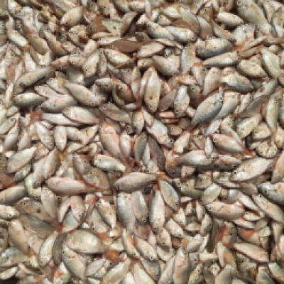 Poisson petits carpe