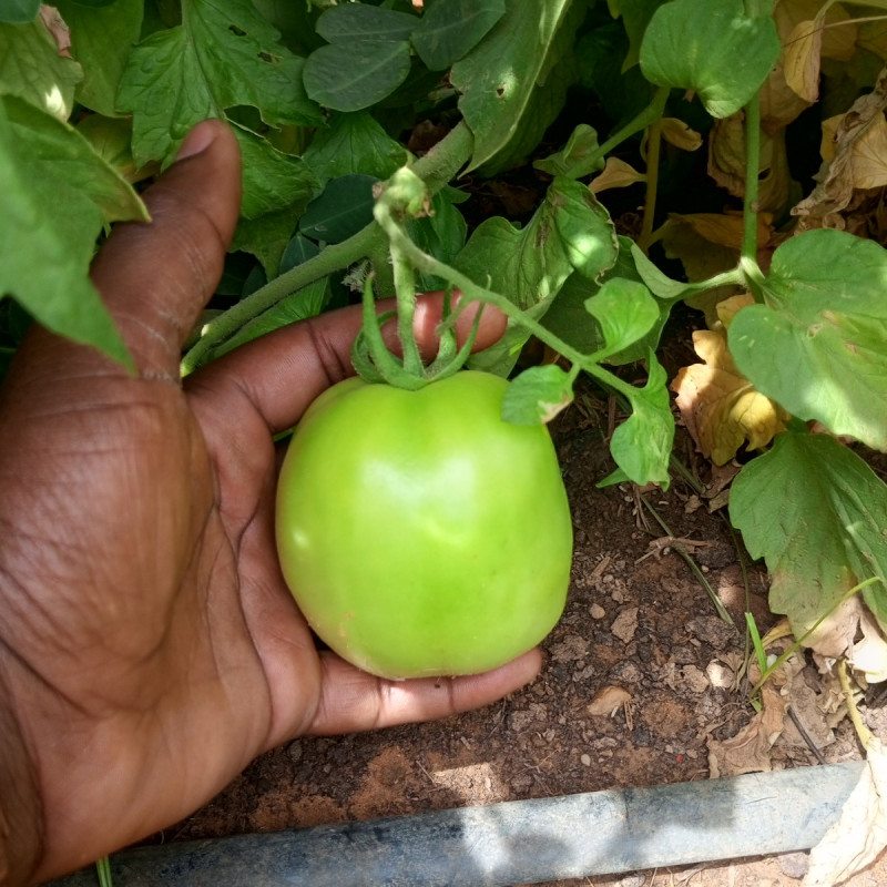 Pourquoi éviter de planter les tomates à côté des pommes terres