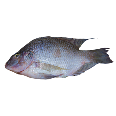 Poisson Carpe/ Kg