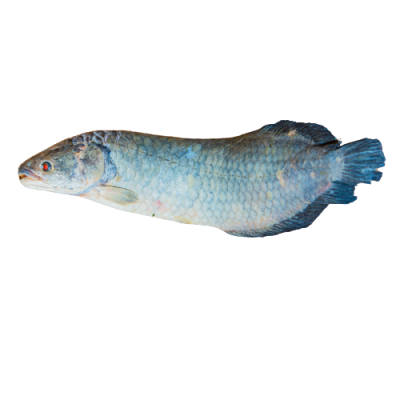 Poisson Kwala/ Kg