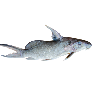 Poisson Mâchoiron (Guiguiri)/Kg