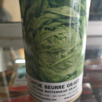 Laitue beurre grand