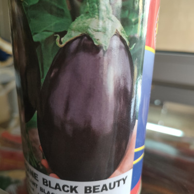 Aubergine black beauty