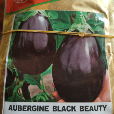 Aubergine black beauty