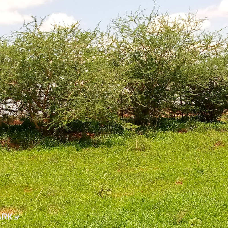 La Haie vive : Solution biologique pour durabiliser les clôtures grillagées et plein d’autres avantages