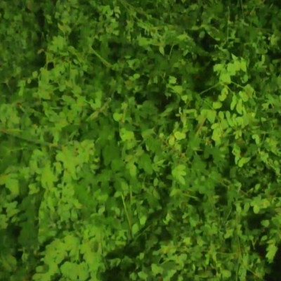 Moringa