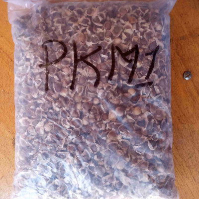 Semence de Moringa (PKM1) 1/2kg