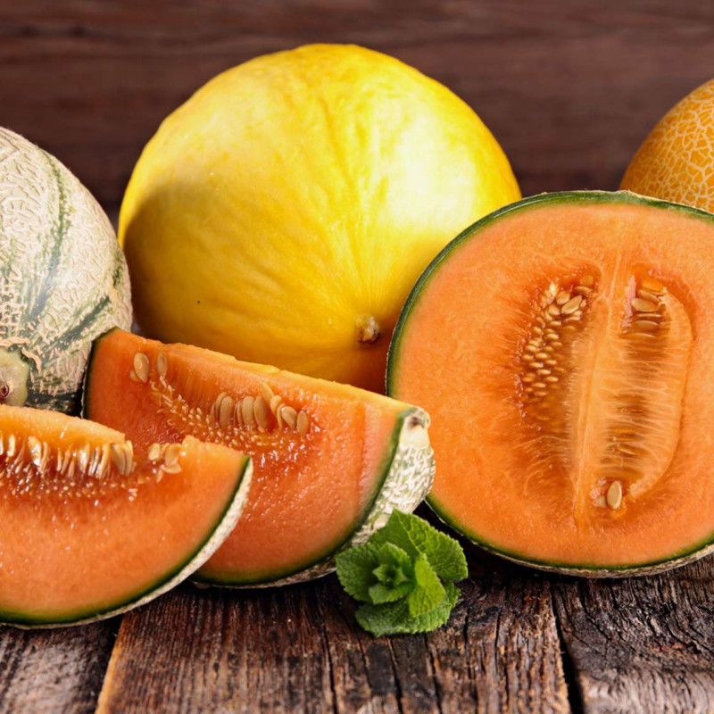 Tout savoir sur le melon