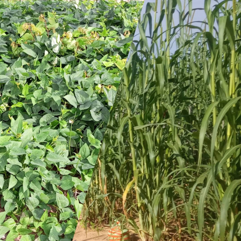 Culture du niébé, quels intérêts de l’associé au mil pour le producteur ?