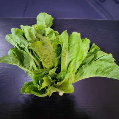 Laitue / Sachet