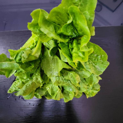 Laitue / Planche