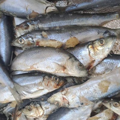 Poisson Sardine