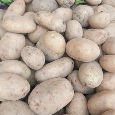Pomme de terre / kg