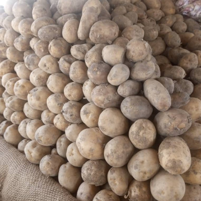 Pomme de bonne qualité en kilo