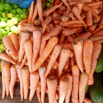 Carotte en détail