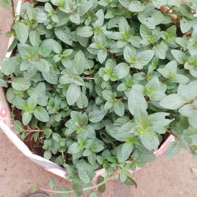 plant menth chinoise