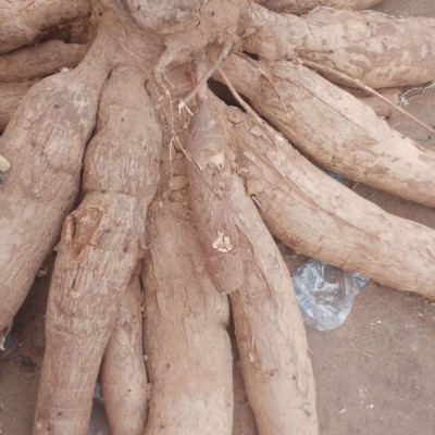 Manioc