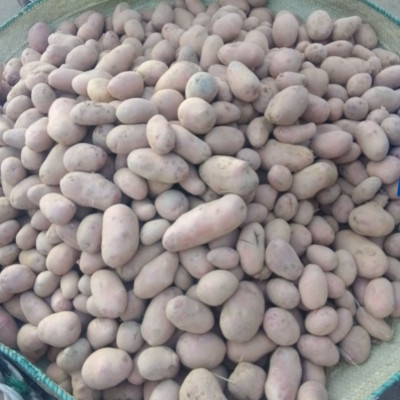 Pomme de terre / kg