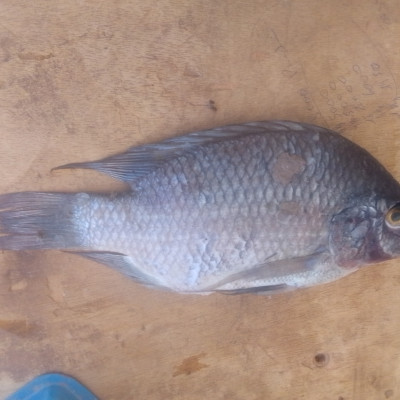 Poisson Carpe (Kilo)
