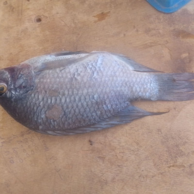 Poisson Carpe (Kilo)