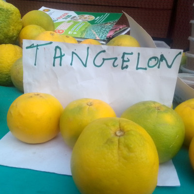 Tangelon