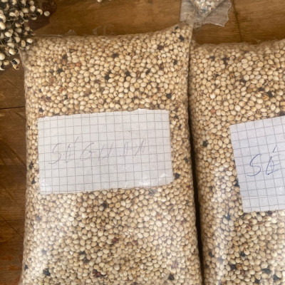 Semence sorgho segufa