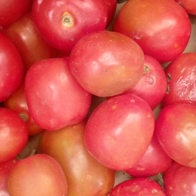 Tomate fraiche